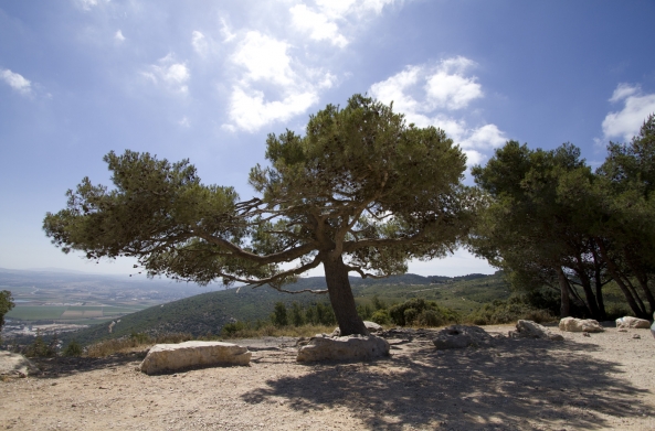 The carmel park