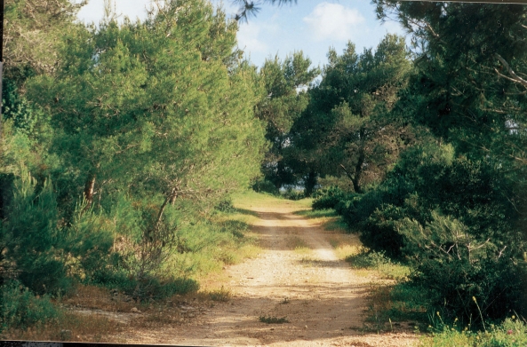 The carmel park